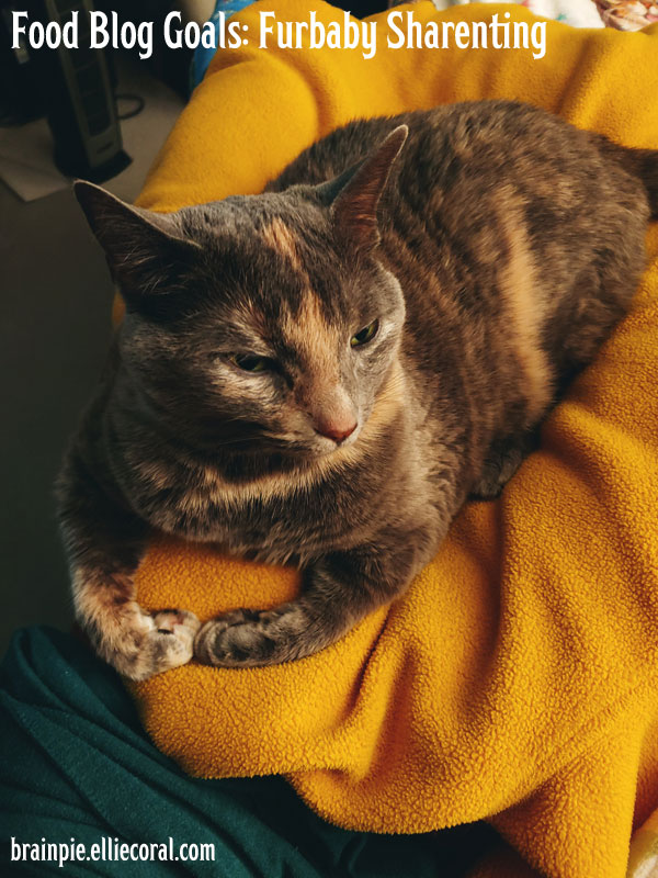 An image of a blue and cream tortoiseshell tabby sitting loaf-style on a yellow pullover. She looks sleepy, staring half-lidded to the viewer's lower right. Her paws are folded in a way that her tips are touching and her paw pads are showing.