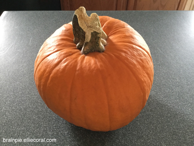 A small pie pumpkin sits on a kitchen counter. It has a thick, jagged stem.